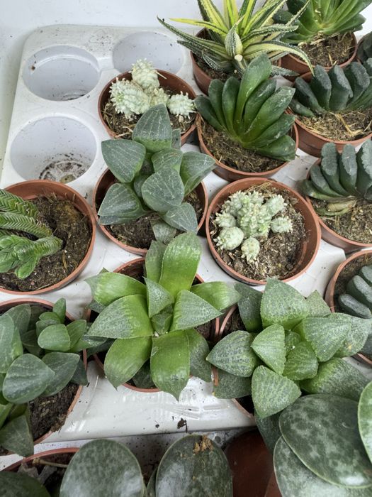 Сукуленти гастерія хавортія Haworthia Сукуленти Трунката