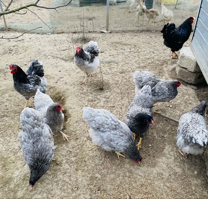 Jajka lęgowe ayam cemani, wyandotte, bojowiec malajski
