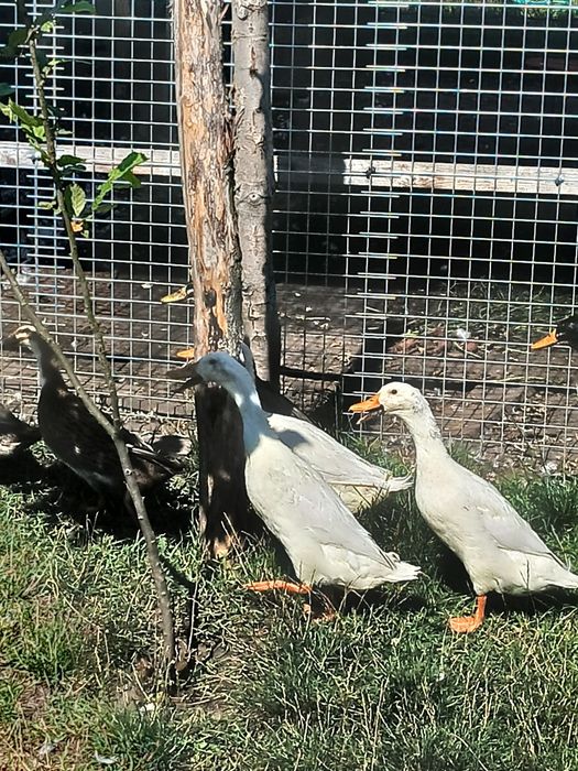 Kaczki biegusy czubate