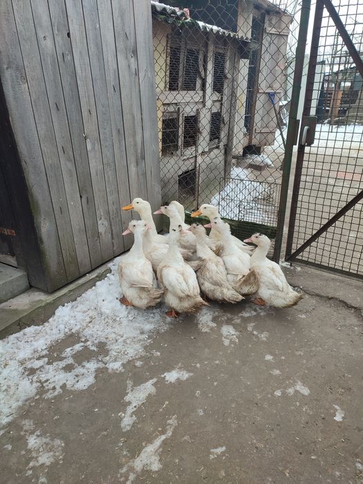 Kaczki z własnego gospodarstwa.