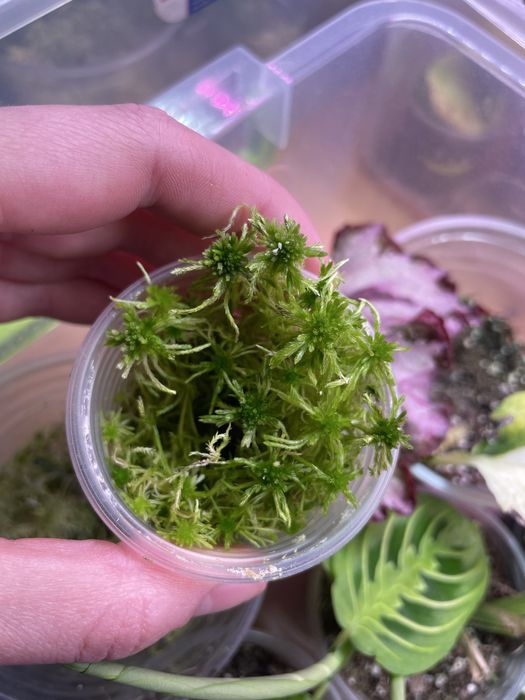 Обмін рослинами