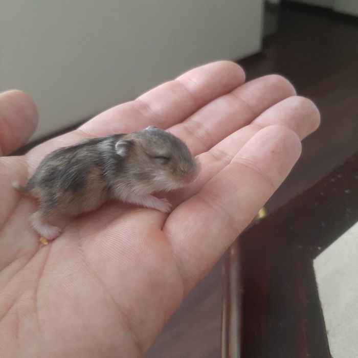 Хом'яки джунгарики!!!