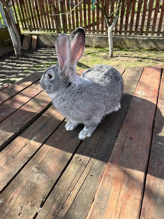 Продаж кролів !