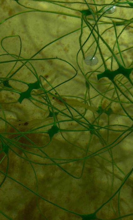 Żywe krewetki giganty Macrobrachium rosenbergii – słodkowodne, narybek