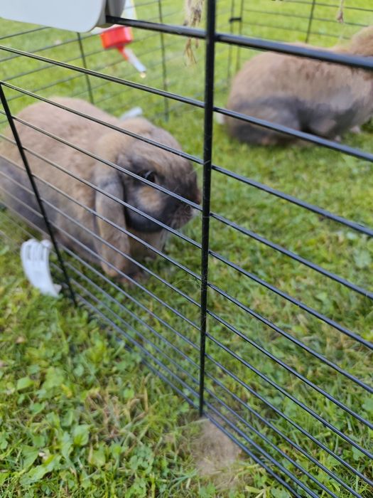 Samiczka Mini Lop