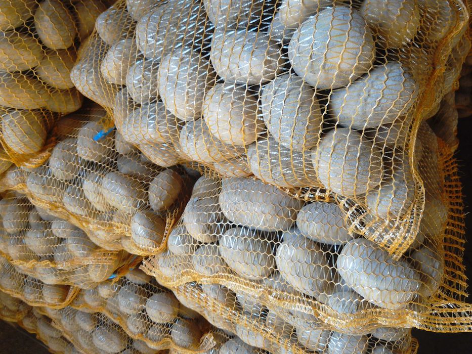 Ziemniaki jadalne Soraya