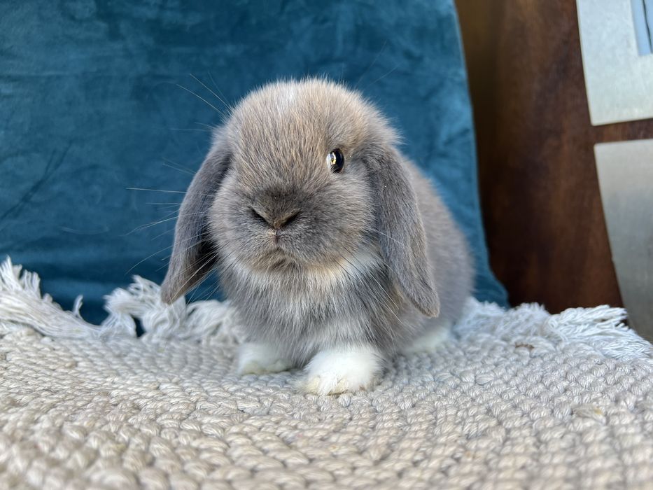 Mini lop! Rasowe króliczki z hodowli