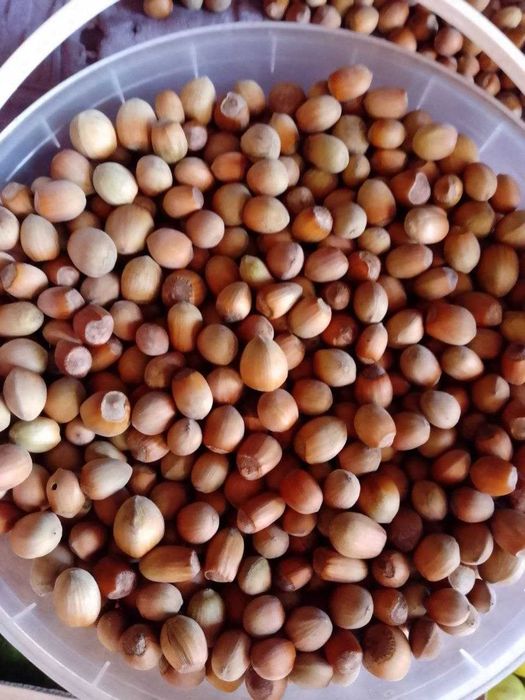 Лісовий горіх продам