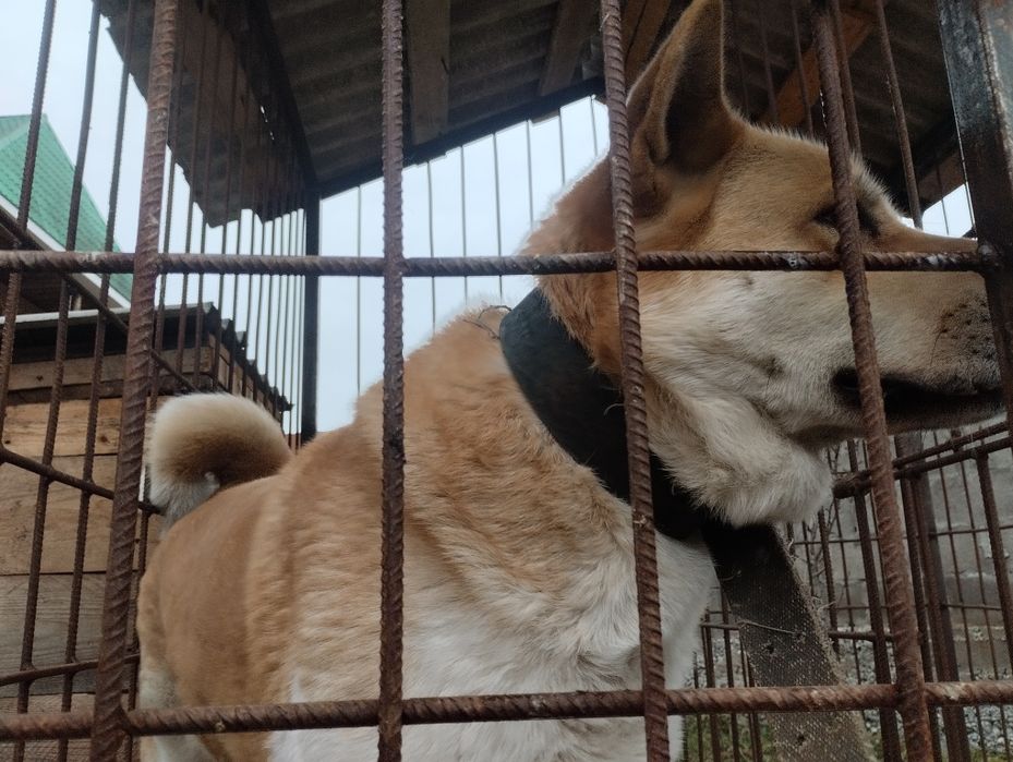 Американська Акіта в'язка бедевля