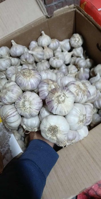 Czosnek Harnas ładny