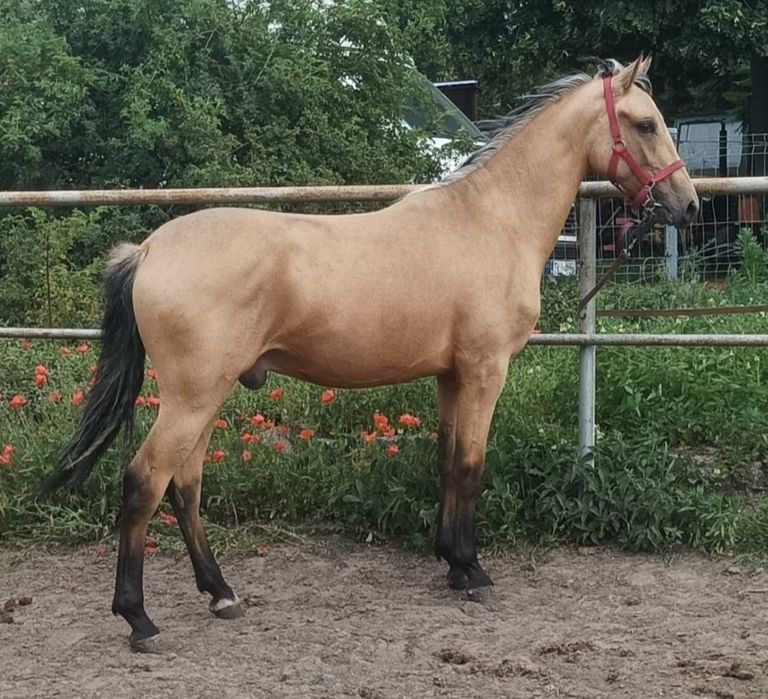 Śliczny Wałach  stelio