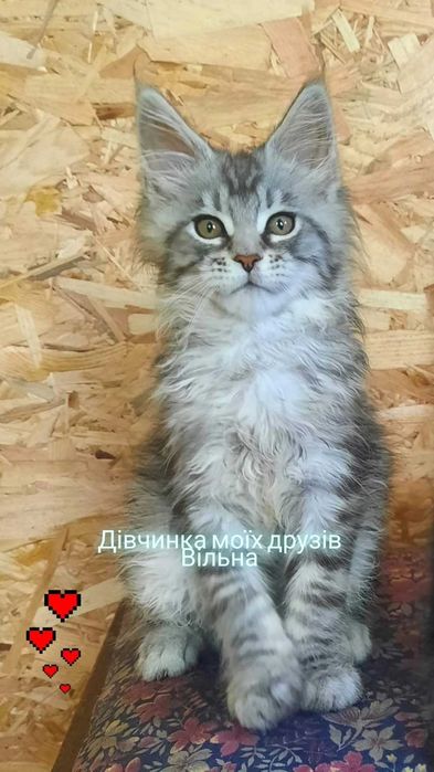 Чарівні дівчата мейн кун !