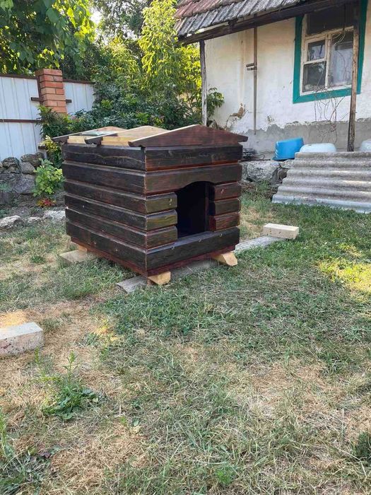 Віддам собаку ( Веслоухий хаскі) в гарні руки. Розумн грайливий.