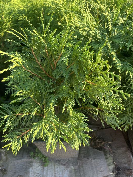 Туя західна Глобоза