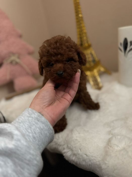 Пудель той тікап насичений ред браун