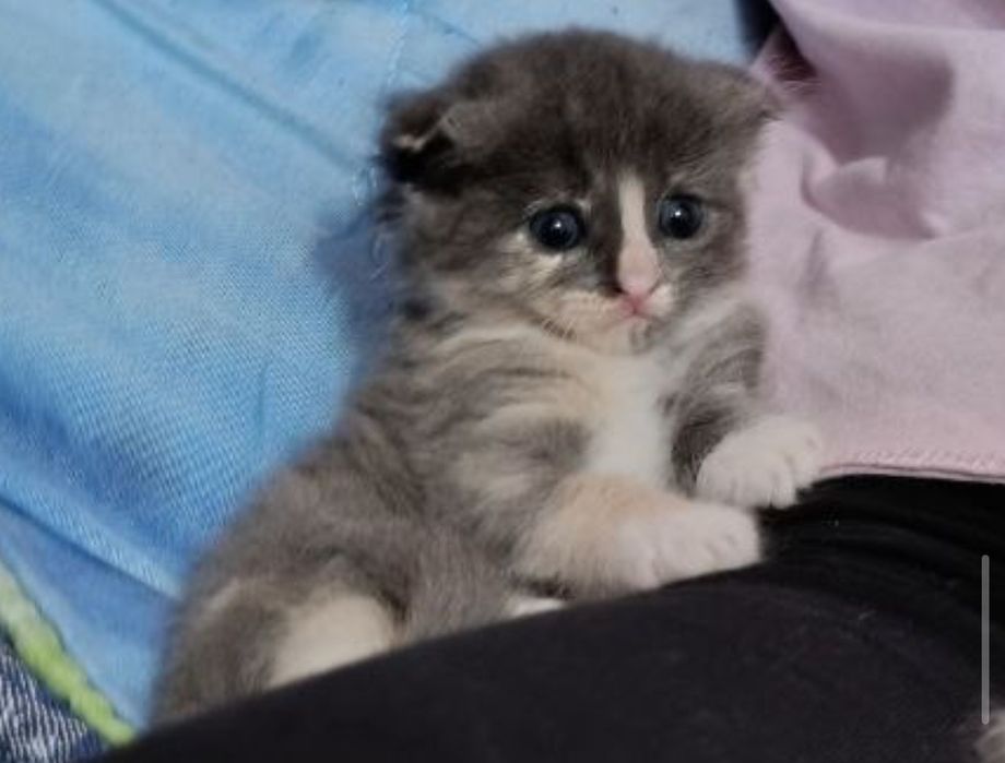 Кошенята веслоухі