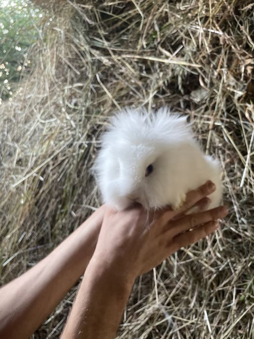 Coelhos anoes de olhos azuis