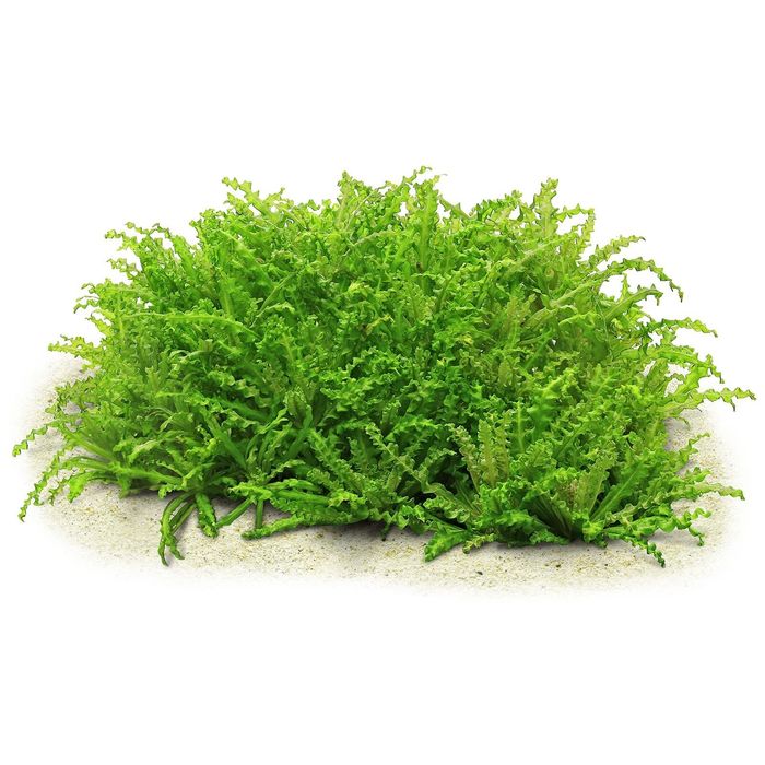 pogostemon helferi- gwiazda  wodna