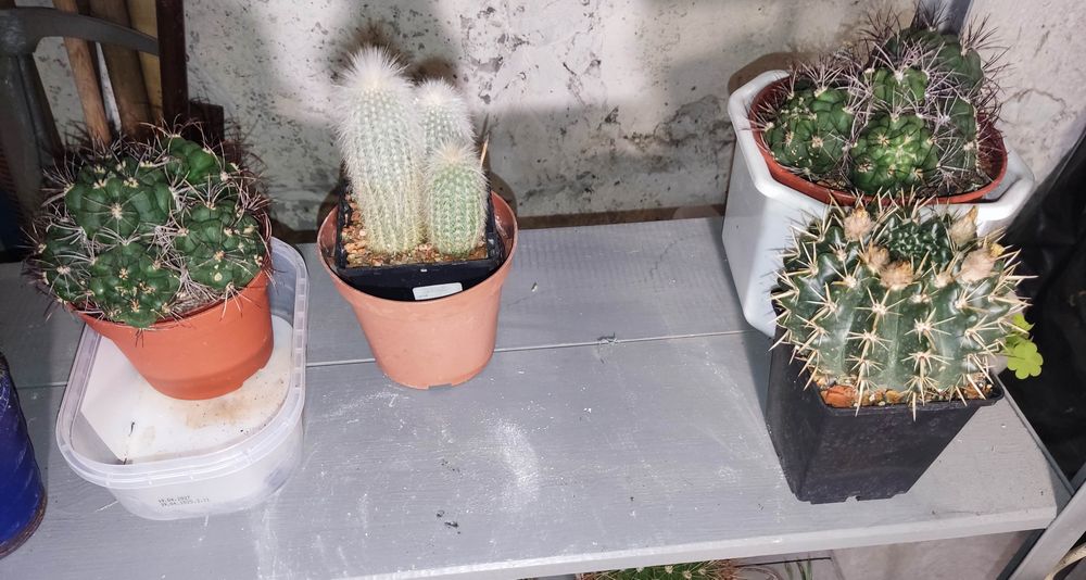 Кактус різні види і розміри.