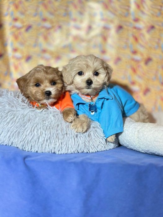 Малесенькі хлопчики.  Мальтіпу ^ф1^ мальтипу.