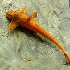 GB Loricaria RED Lizard, "Zbrojnik Czerwony"