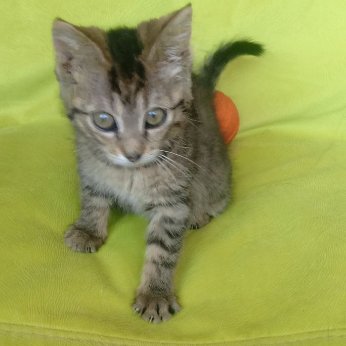 Кошенятко безкоштовна