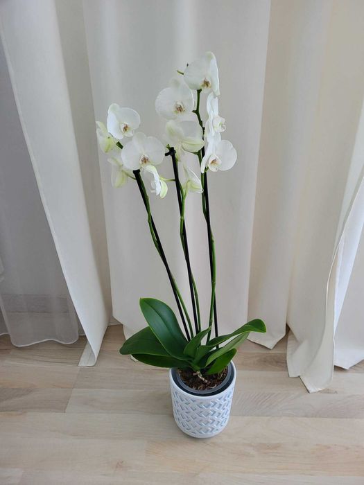 Storczyk 3-pędowy 70cm z don.