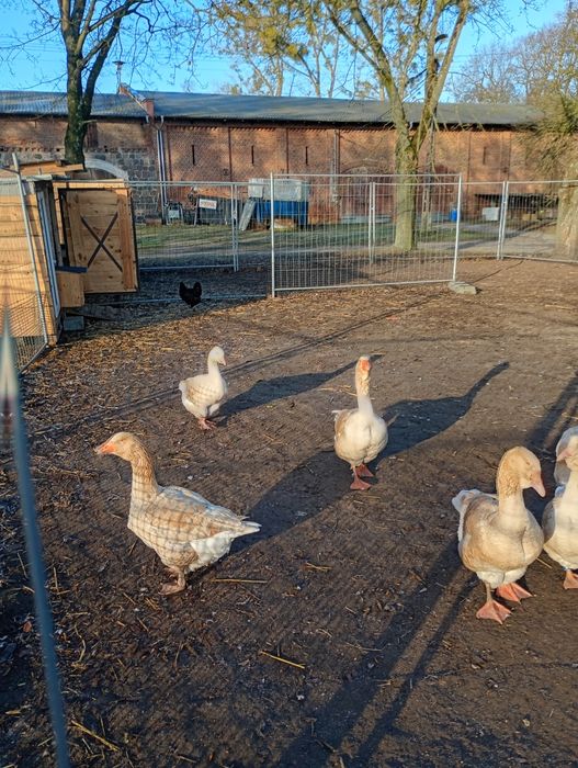 Jajka lęgowe od gesi