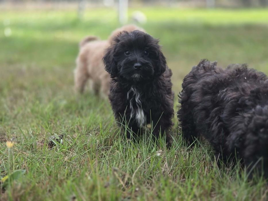 Maltipoo czarne  z metryką