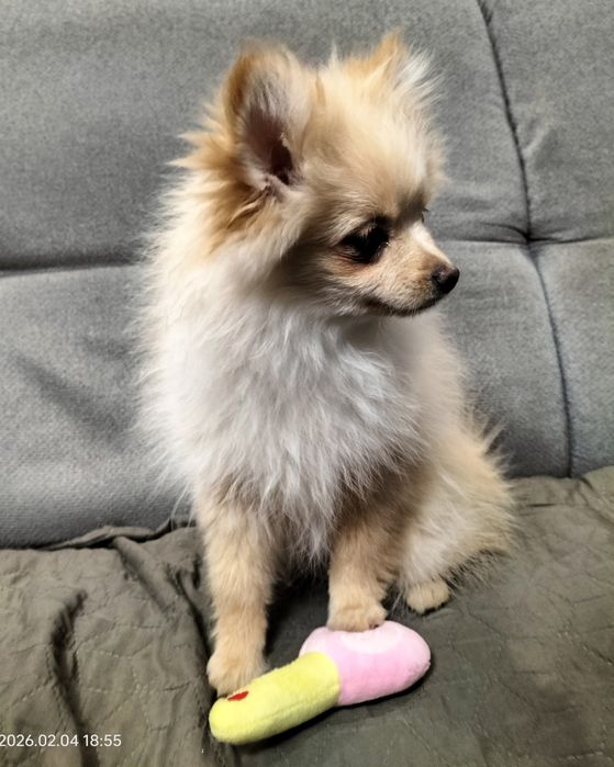 Ruda suczka szpic miniaturowy