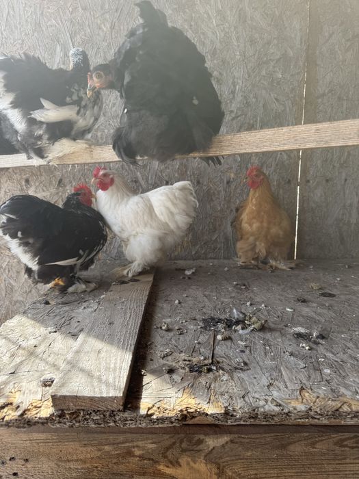 Карликовый кохинхин. Декоративные куры