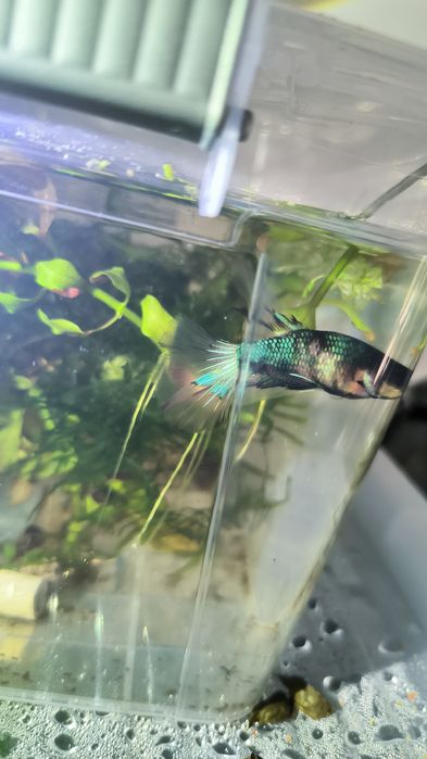 Betta halfmoon black turquoise metalic