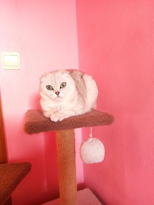 Терміново продам дорослу шиншилову кицю