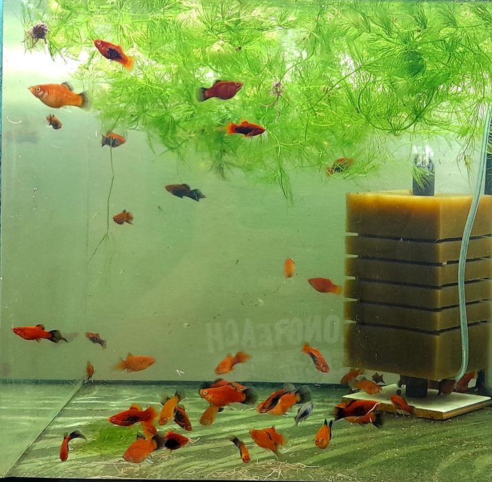 Пецилія акваріумна рибка