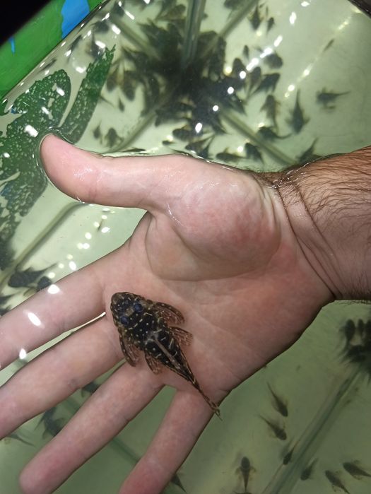 Гіпанциструс Закарпатський /номерні соми/L-соми