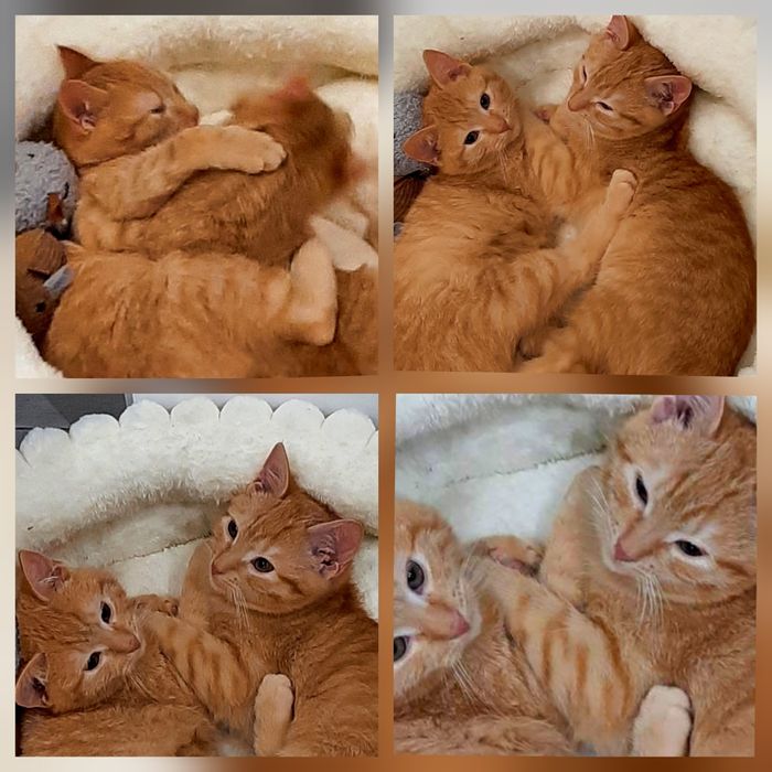 Oddam 5 miesięczne kotki