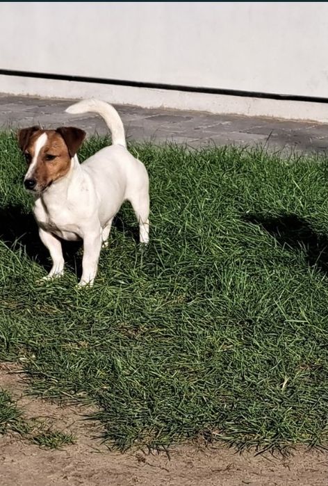 Jack russell terrier piesek
