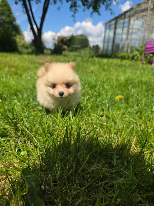 Pomeranian , szpic miniaturowy
