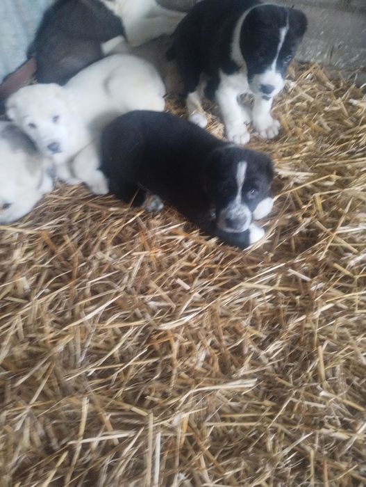 Owczarek środkowoazjatycki