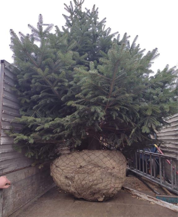 Sadzenie drzew nasadzenia zastepcze ogrodnik wycinka drzew formalnosci