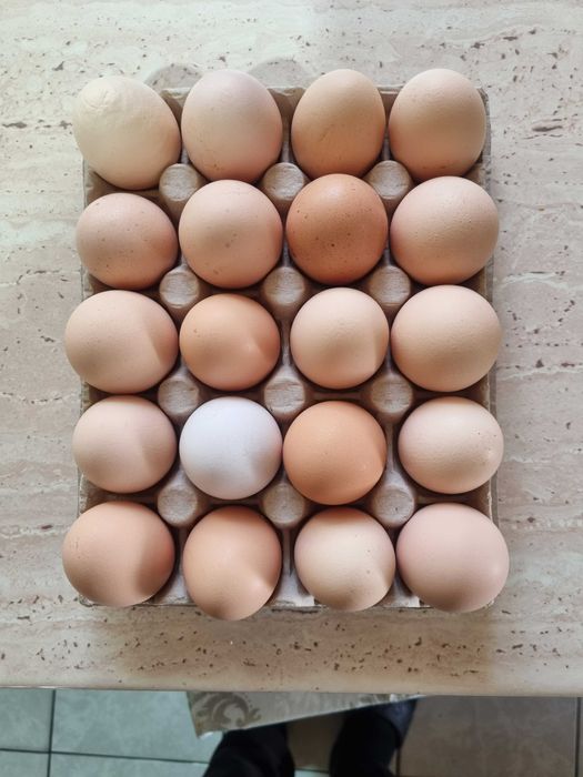 Sprzedaż jaj własnego chowu