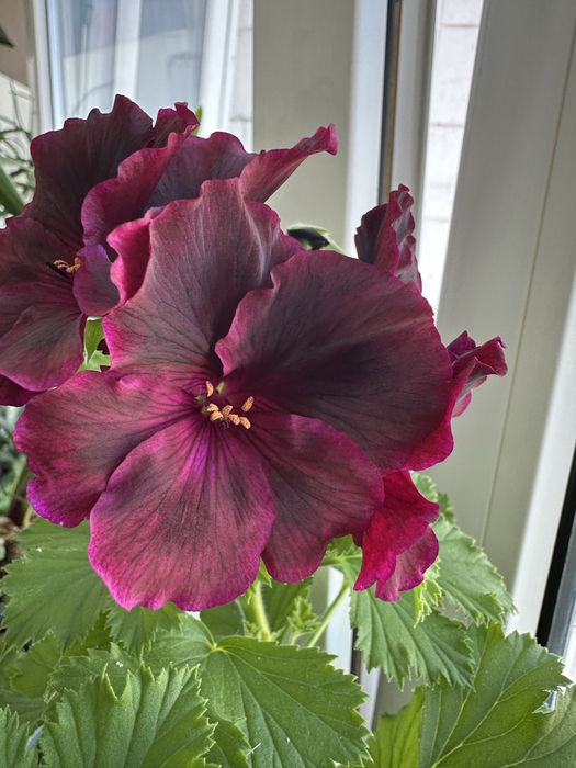 Королівська пеларгонія темнобордова, інші сорт-2  пеларгоніі