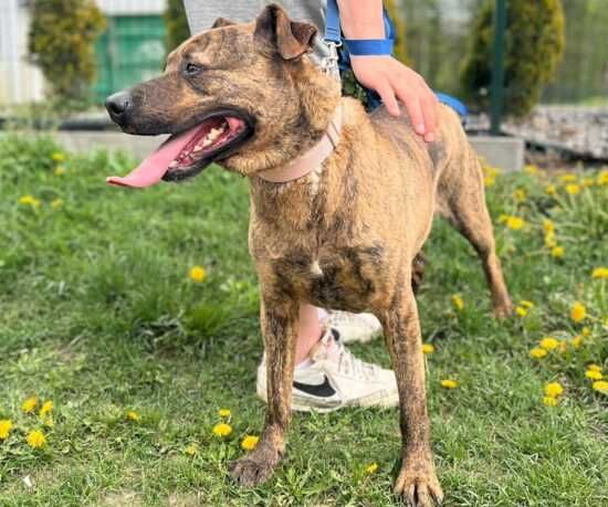 Bandi do adopcji