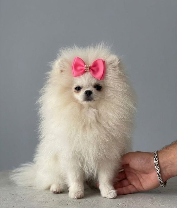 Spic miniaturowy pomeranian unikatowa sunia mini
