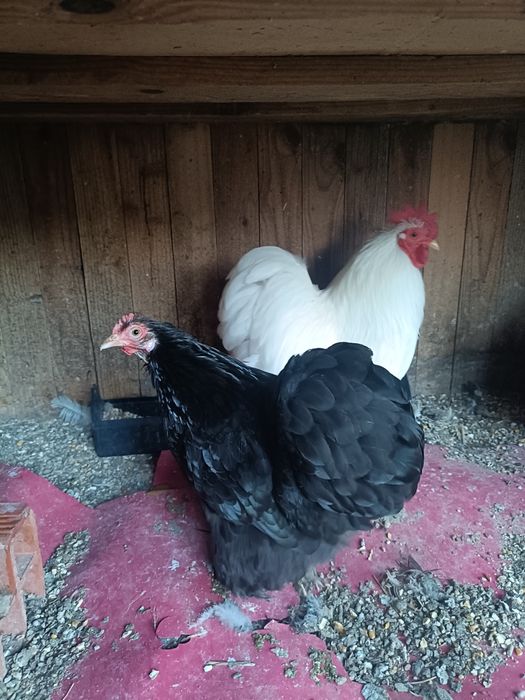 Casal de Pekin ou só o Galo