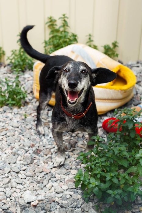 Віддаємо собачку Жулі