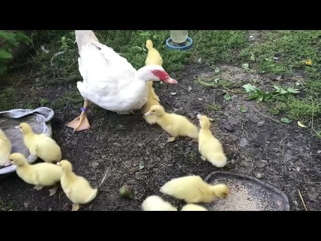 Продам каченят "шипуни"