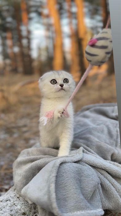 Шотландка киця шотландська породна киця вис дівчинка