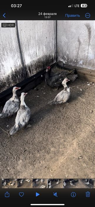 Инкубационное яйцо голубой мускусной утки