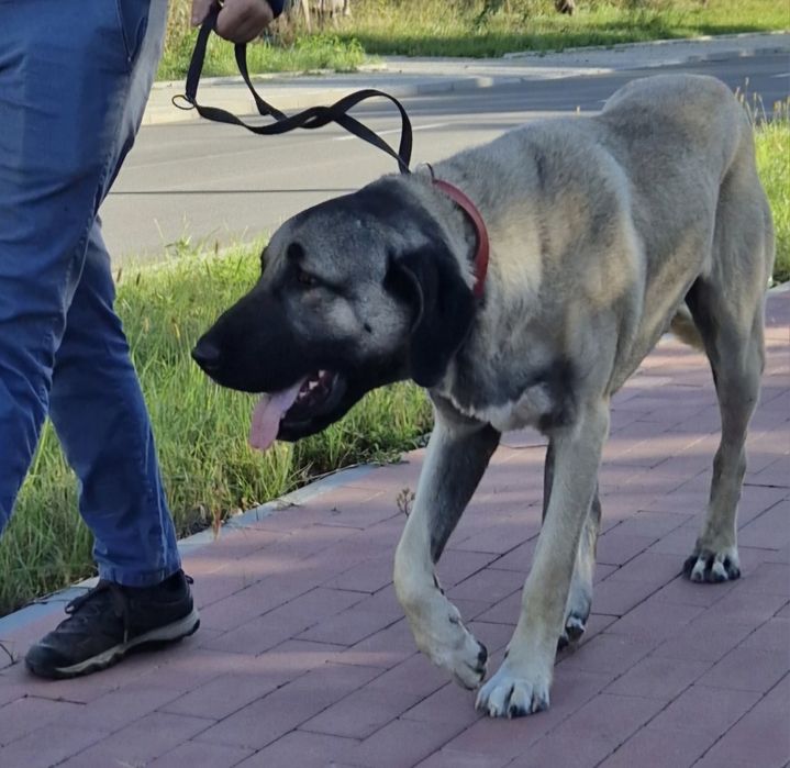 Kangal szczeniak pies masywny i duży